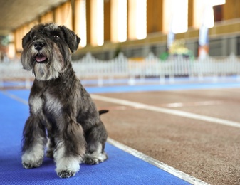 Photo of Cute grey Miniature Schnauzer on blue track at dog show