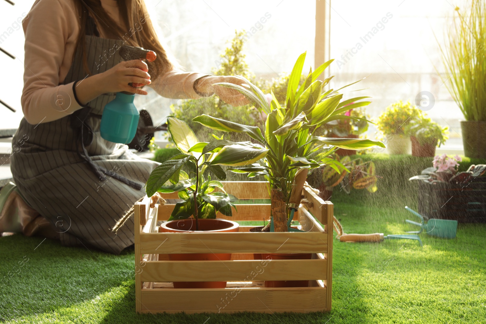 Photo of Woman taking care of plants indoors, closeup. Home gardening