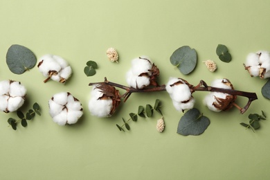 Flat lay composition with cotton flowers on green background