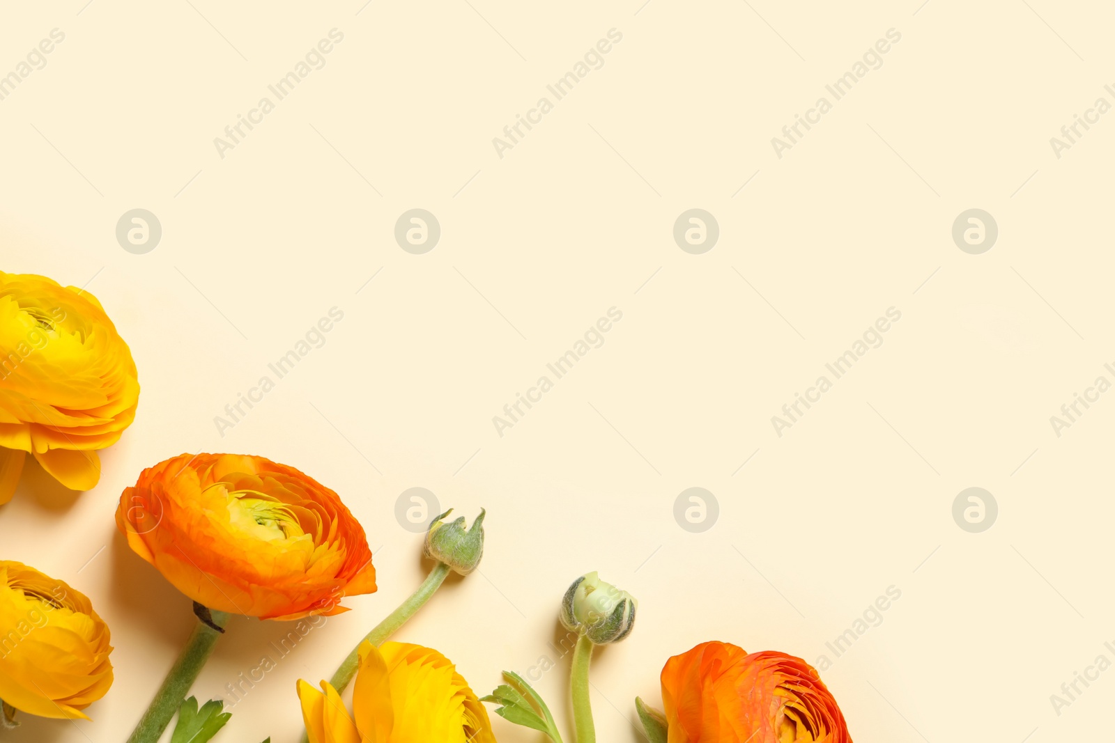 Photo of Beautiful ranunculus flowers on beige background, flat lay. Space for text