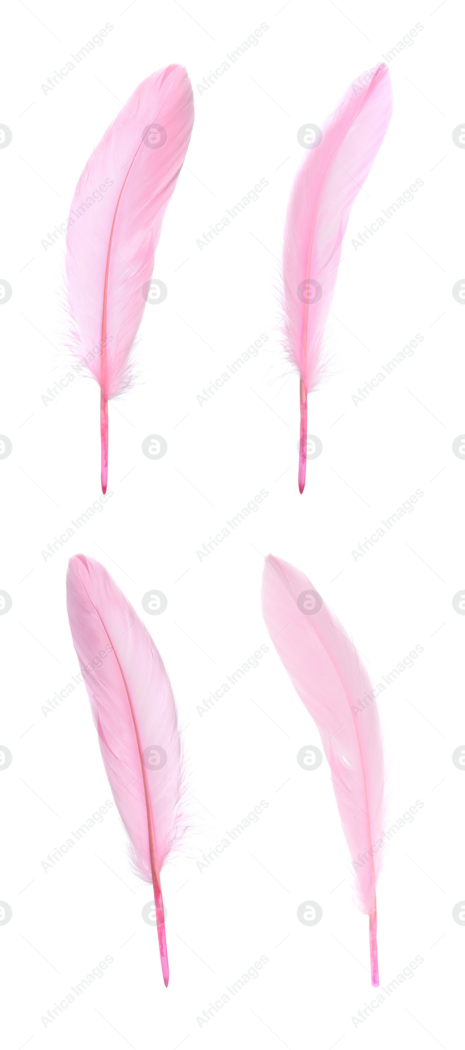 Image of Beautiful pink feathers isolated on white, set