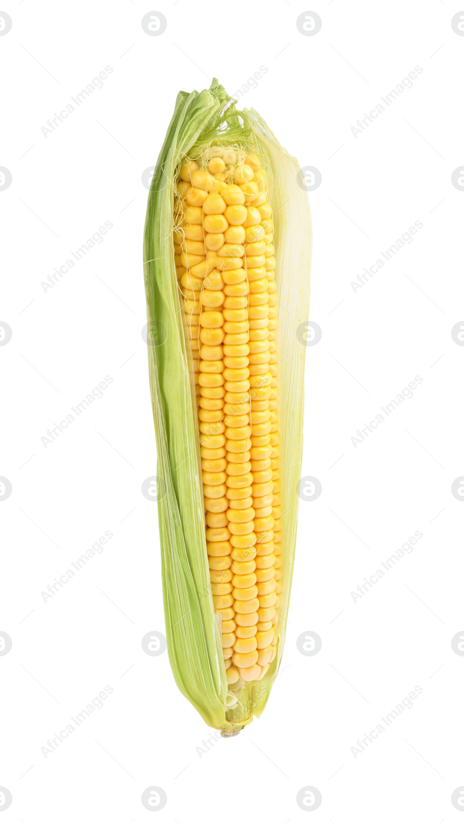 Photo of Ripe raw corn cob with husk isolated on white