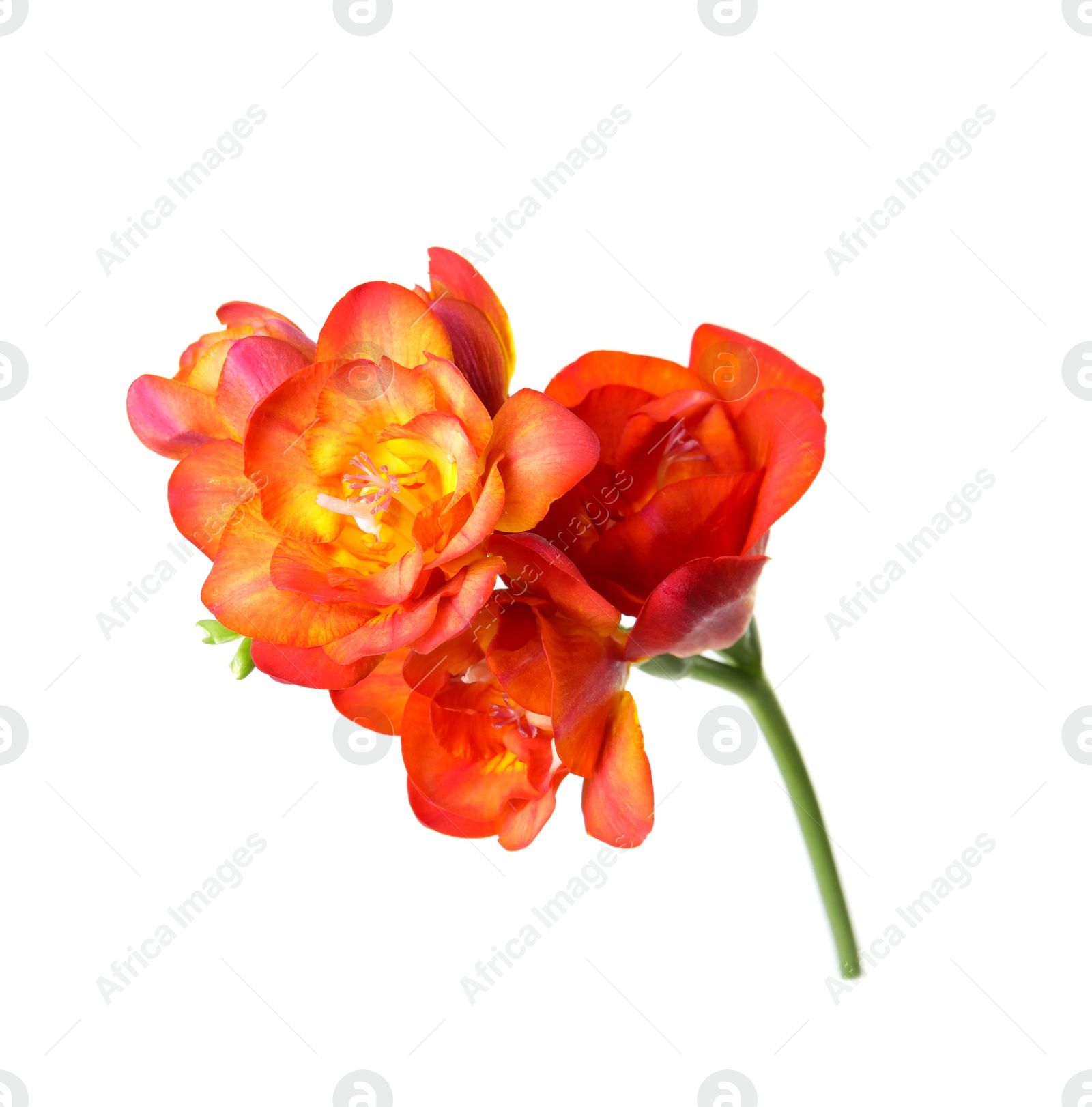 Photo of Beautiful spring freesia flower isolated on white