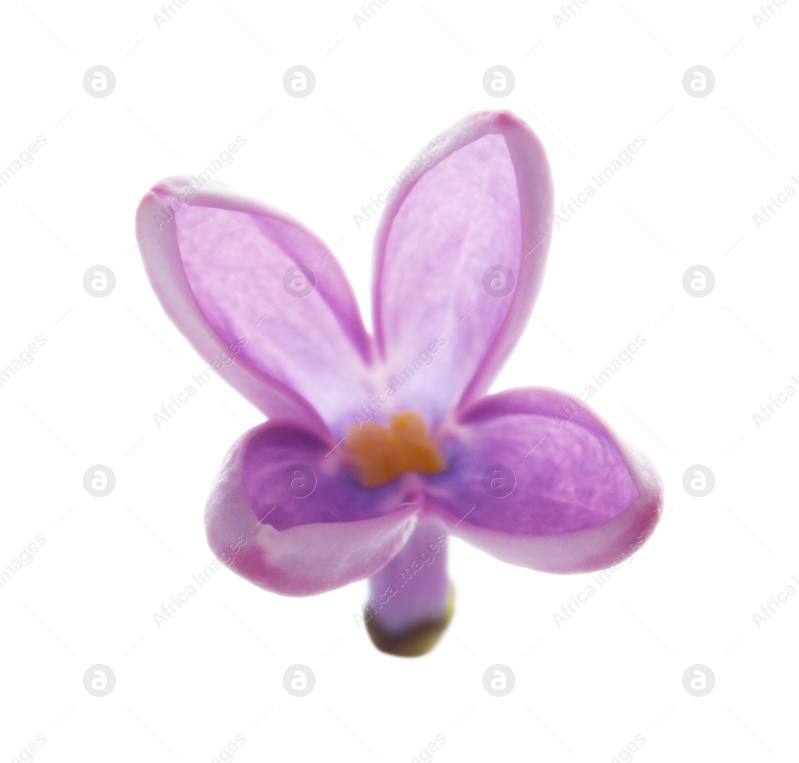 Photo of Beautiful purple lilac flower on white background