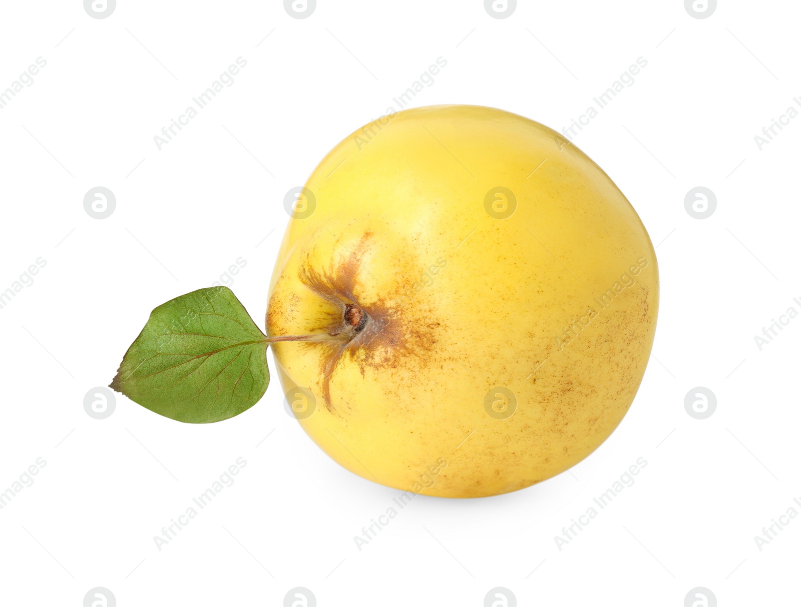 Photo of Fresh ripe quince fruit with leaf isolated on white