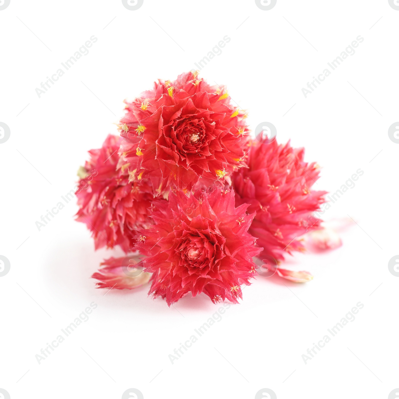 Photo of Beautiful red gomphrena flowers on white background