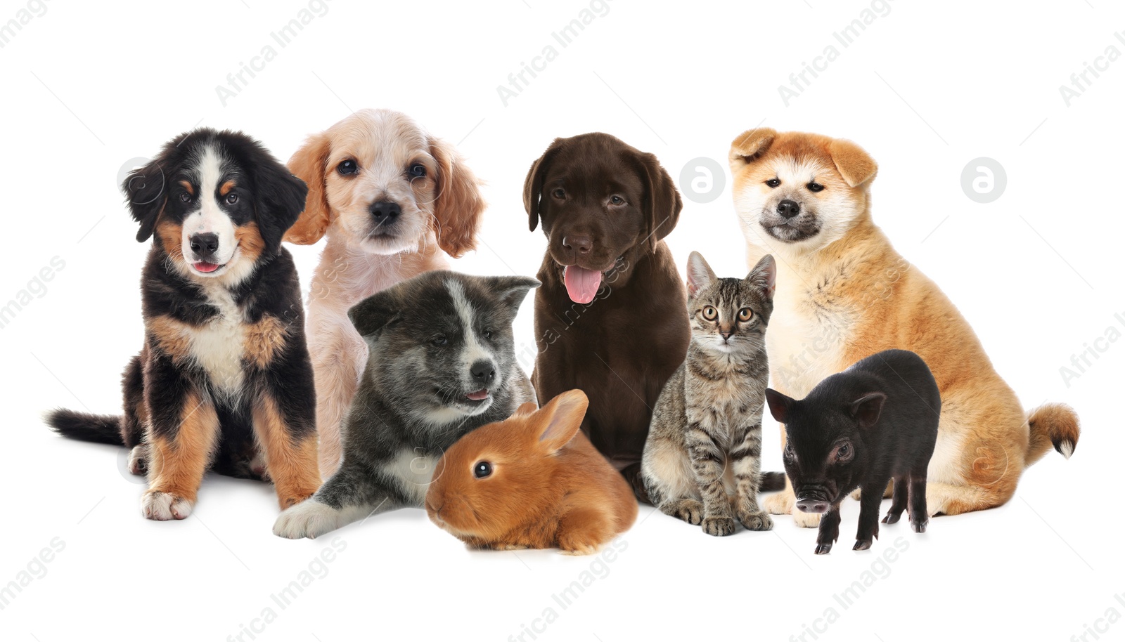 Image of Collage with different adorable baby animals on white background