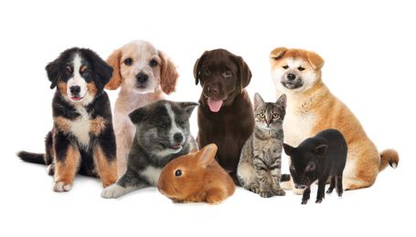 Collage with different adorable baby animals on white background