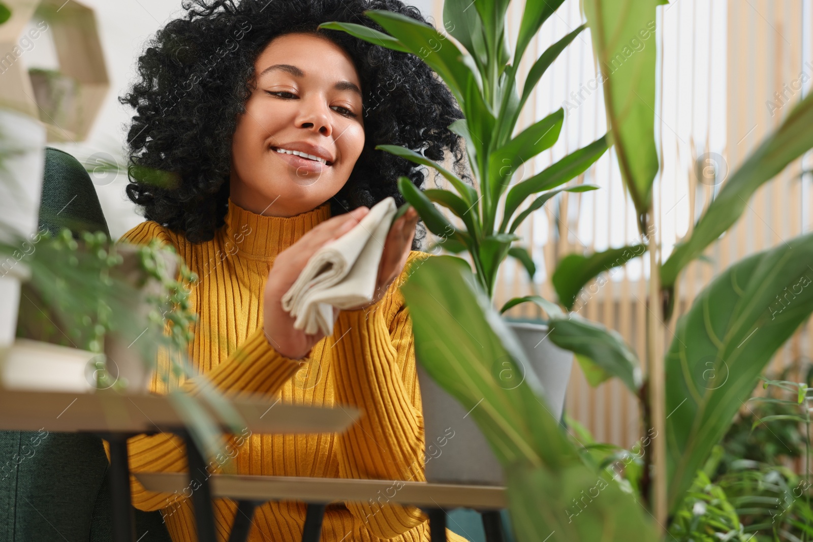 Photo of Happy woman wiping leaf of beautiful potted houseplant indoors