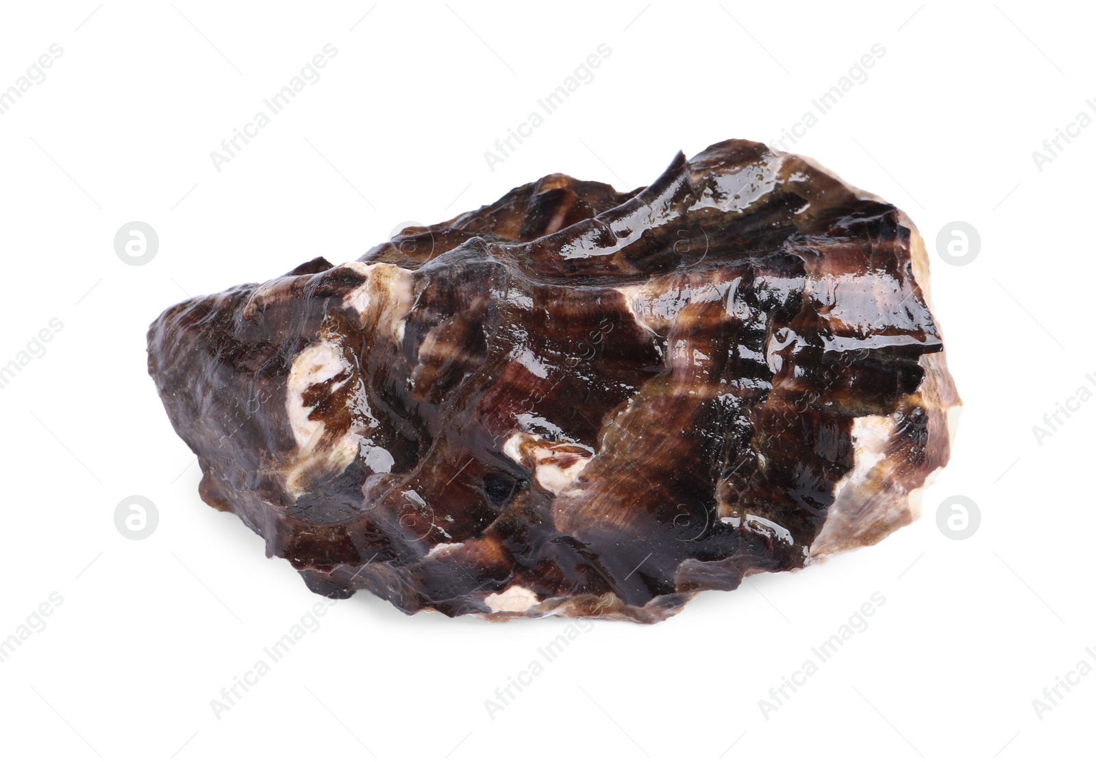 Photo of Fresh raw closed oyster isolated on white