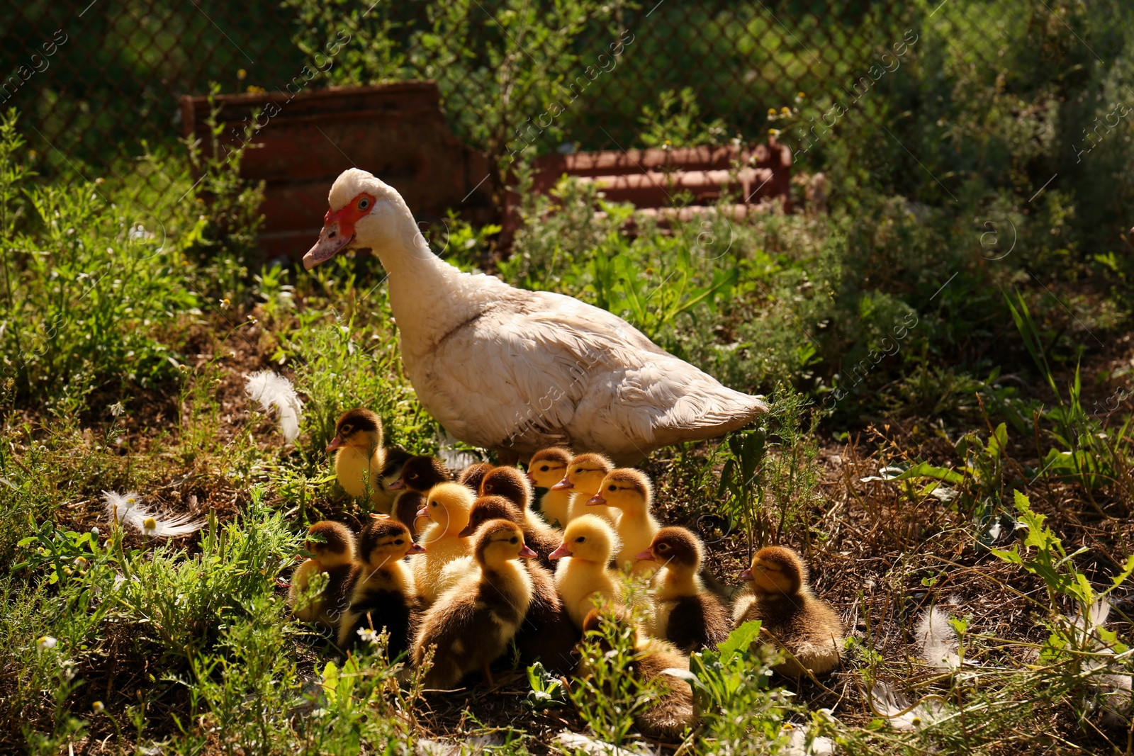 Photo of Cute fluffy ducklings with mother in farmyard