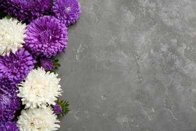Photo of Beautiful asters and space for text on grey background, flat lay. Autumn flowers