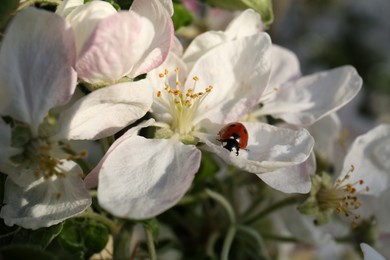 Ladybug on blossoming apple tree, closeup view. Spring season