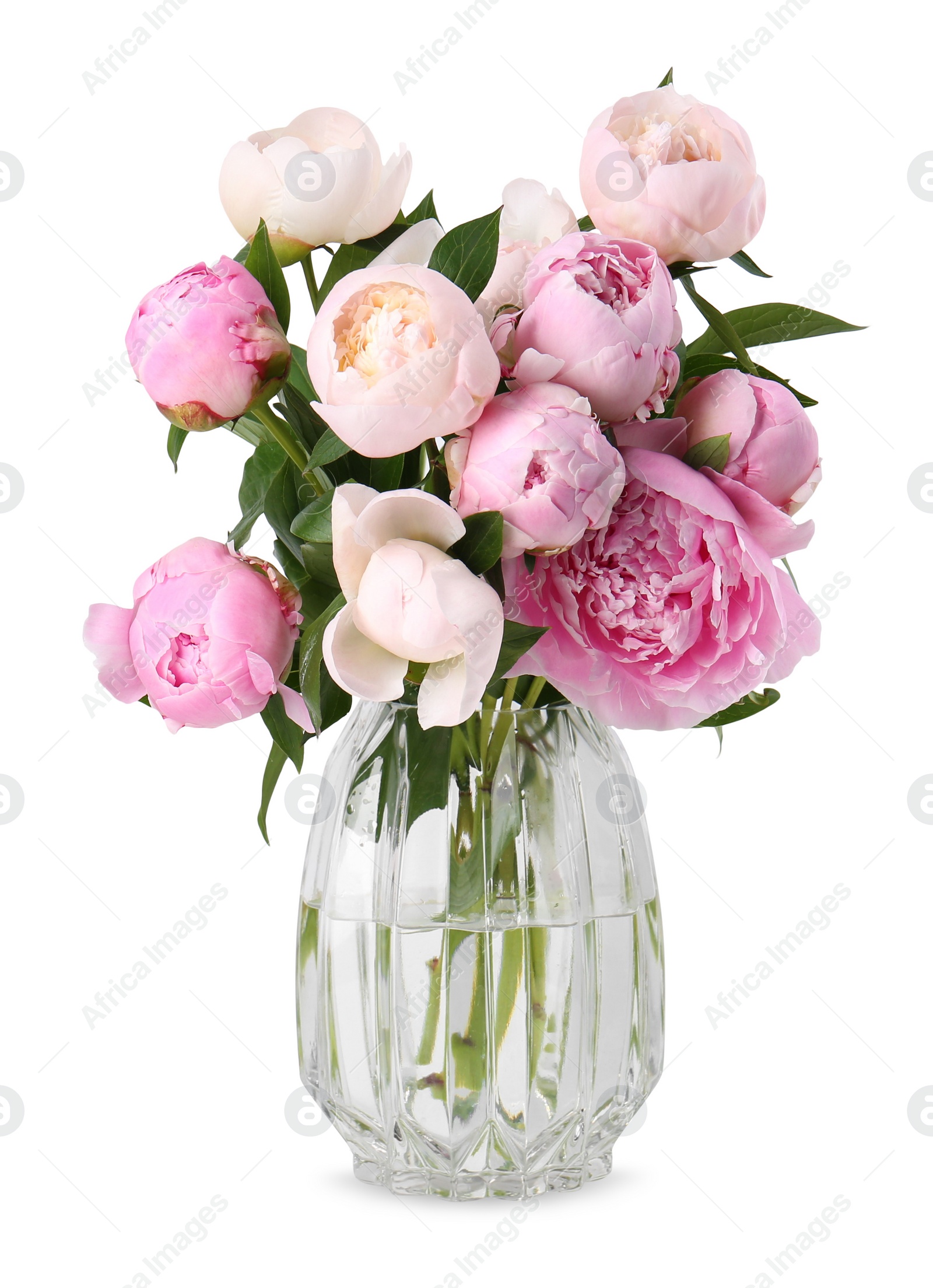 Photo of Beautiful peonies in glass vase isolated on white
