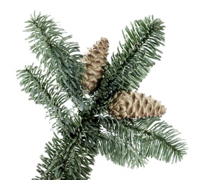 Photo of Fir tree branch with pinecones isolated on white