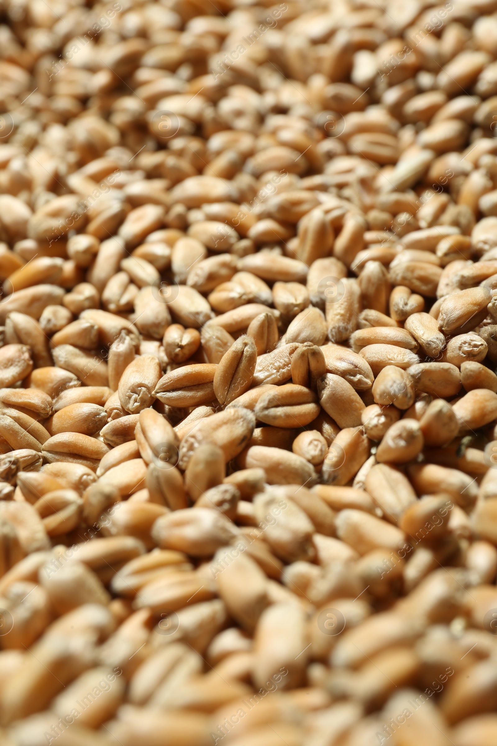 Photo of Many wheat grains as background, closeup view