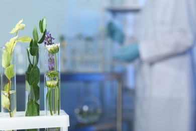 Photo of Test tubes with different plants in laboratory, closeup. Space for text