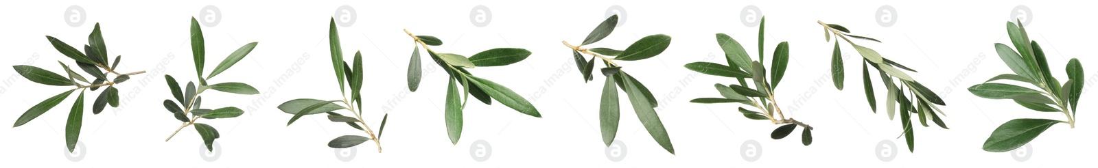 Image of Set with fresh green olive leaves on white background. Banner design