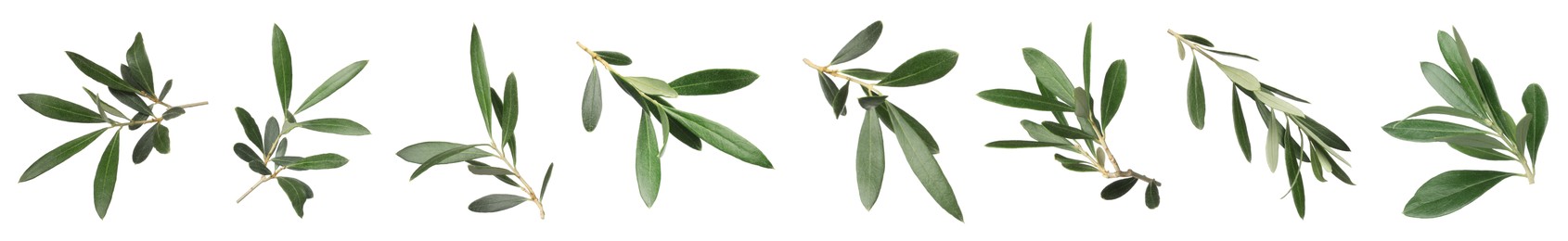 Image of Set with fresh green olive leaves on white background. Banner design