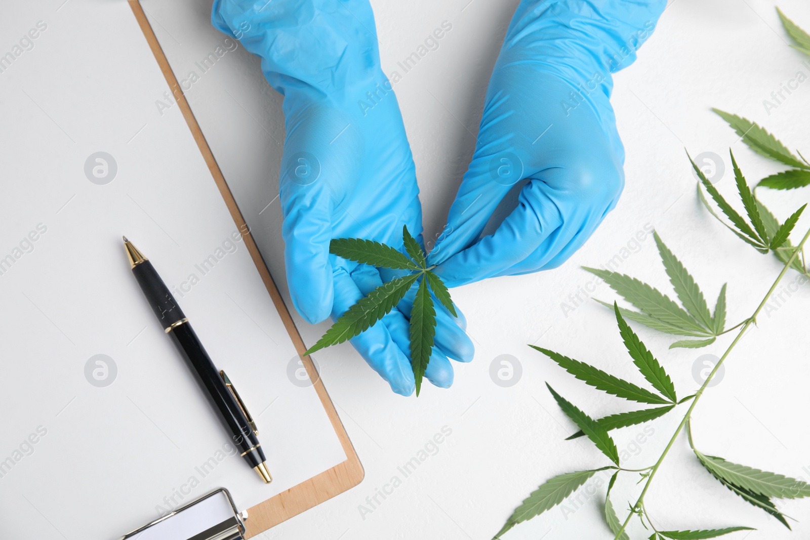 Photo of Doctor holding fresh hemp leaf at white table, top view. Medical cannabis