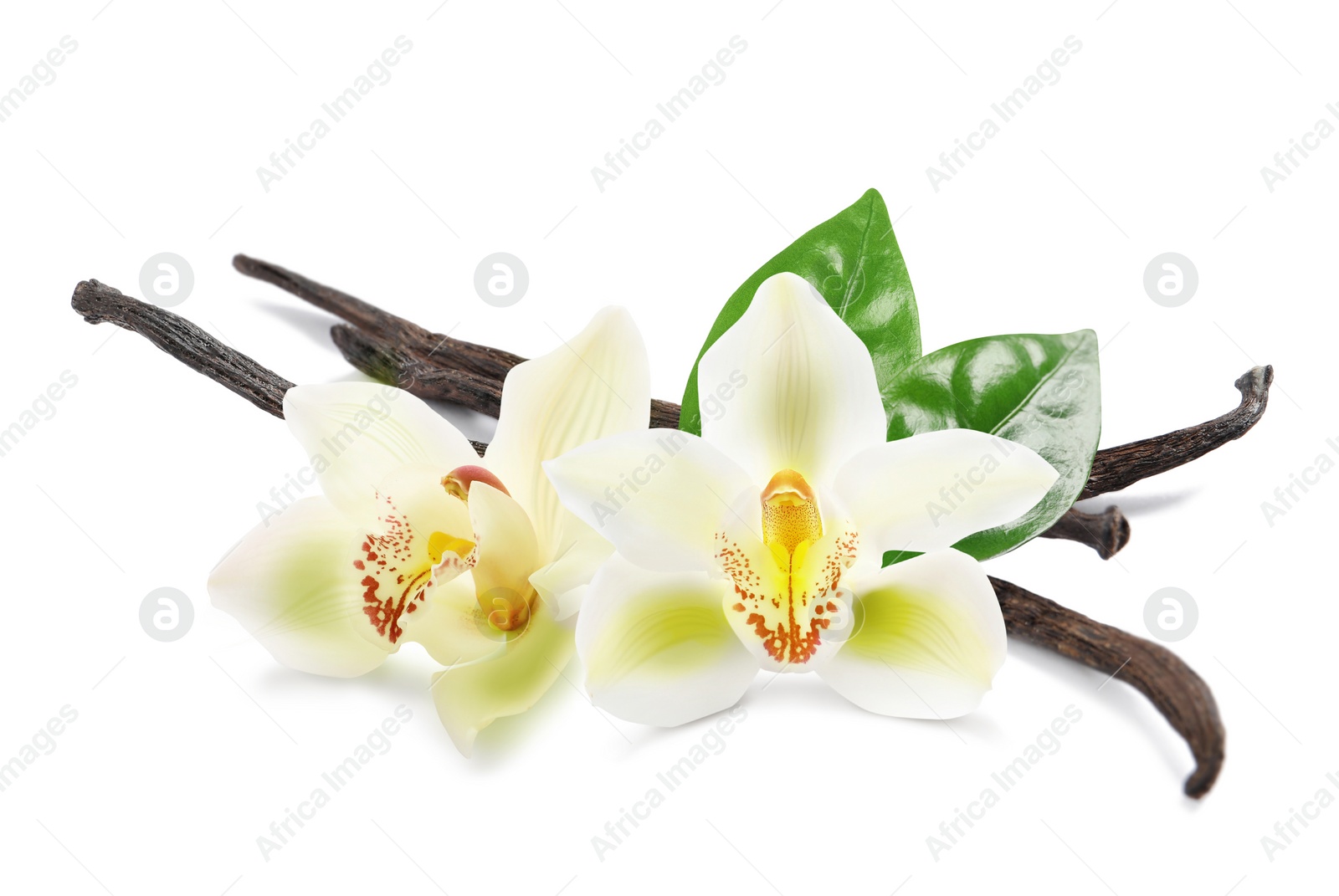 Image of Dried aromatic vanilla sticks, beautiful flowers and green leaves on white background