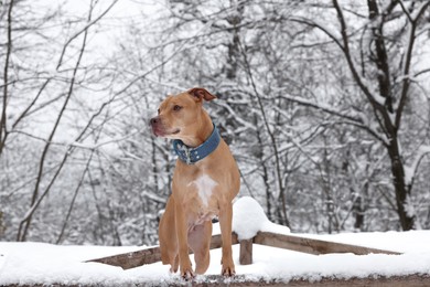 Photo of Cute ginger dog in snowy forest on winter day