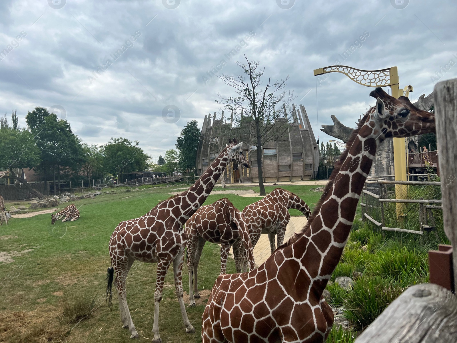 Photo of Rotterdam, Netherlands - August 27, 2022: Group of beautiful giraffes in zoo enclosure