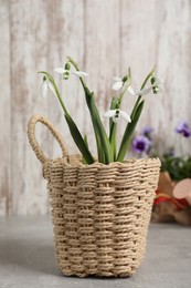 Beautiful snowdrops in basket on light table