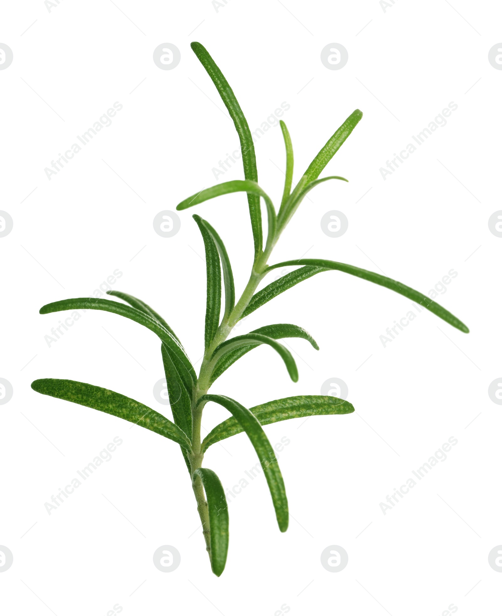 Photo of Sprig of fresh rosemary isolated on white