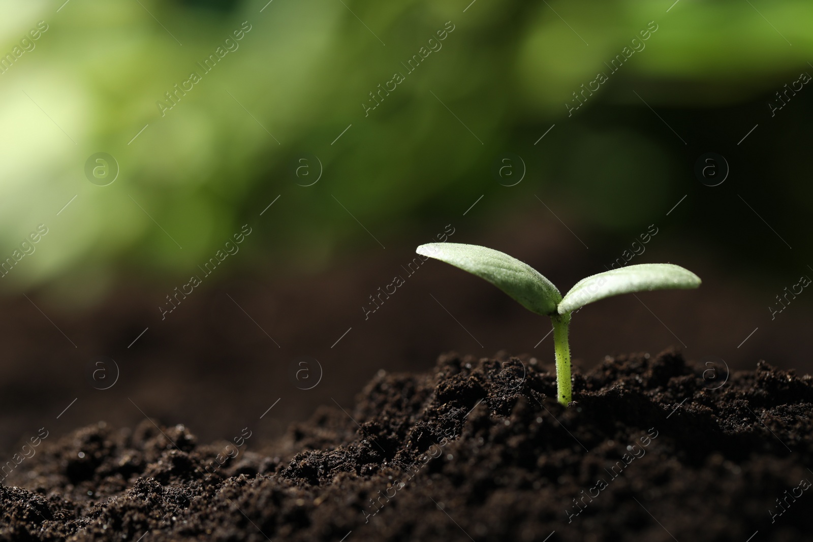 Photo of Young seedling growing in soil outdoors, closeup. Space for text