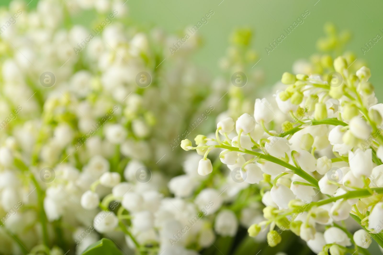 Photo of Beautiful lily of the valley flowers on green background, closeup