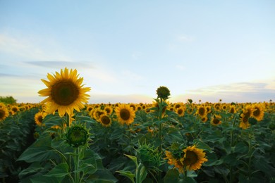 Photo of Beautiful viewfield with blooming sunflowers under sky on summer day