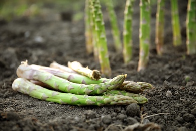 Pile of fresh asparagus on ground outdoors