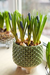 Spring is coming. Beautiful bulbous plants on windowsill indoors