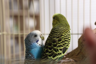 Beautiful bright parrots on branch. Exotic pets