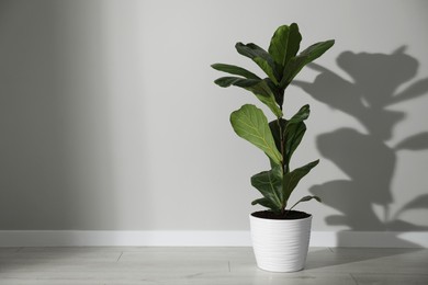 Photo of Fiddle Fig or Ficus Lyrata plant with green leaves in pot near white wall indoors, space for text