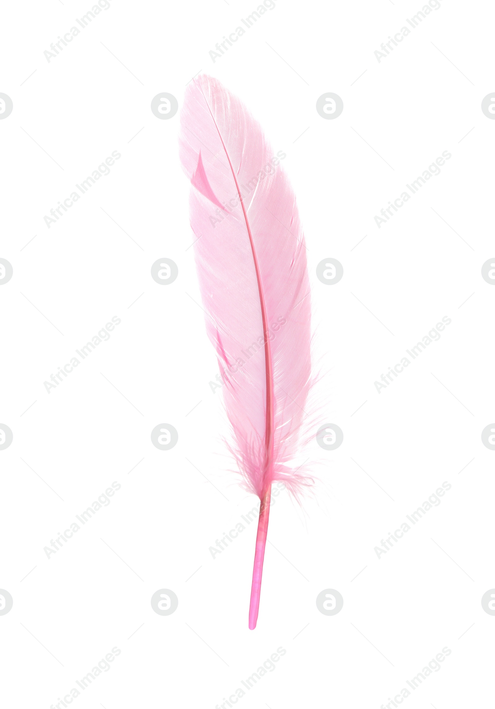 Photo of Beautiful delicate pink feather isolated on white