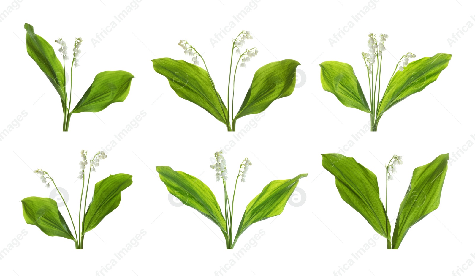 Image of Collage with beautiful lilies of the valley on white background. Banner design