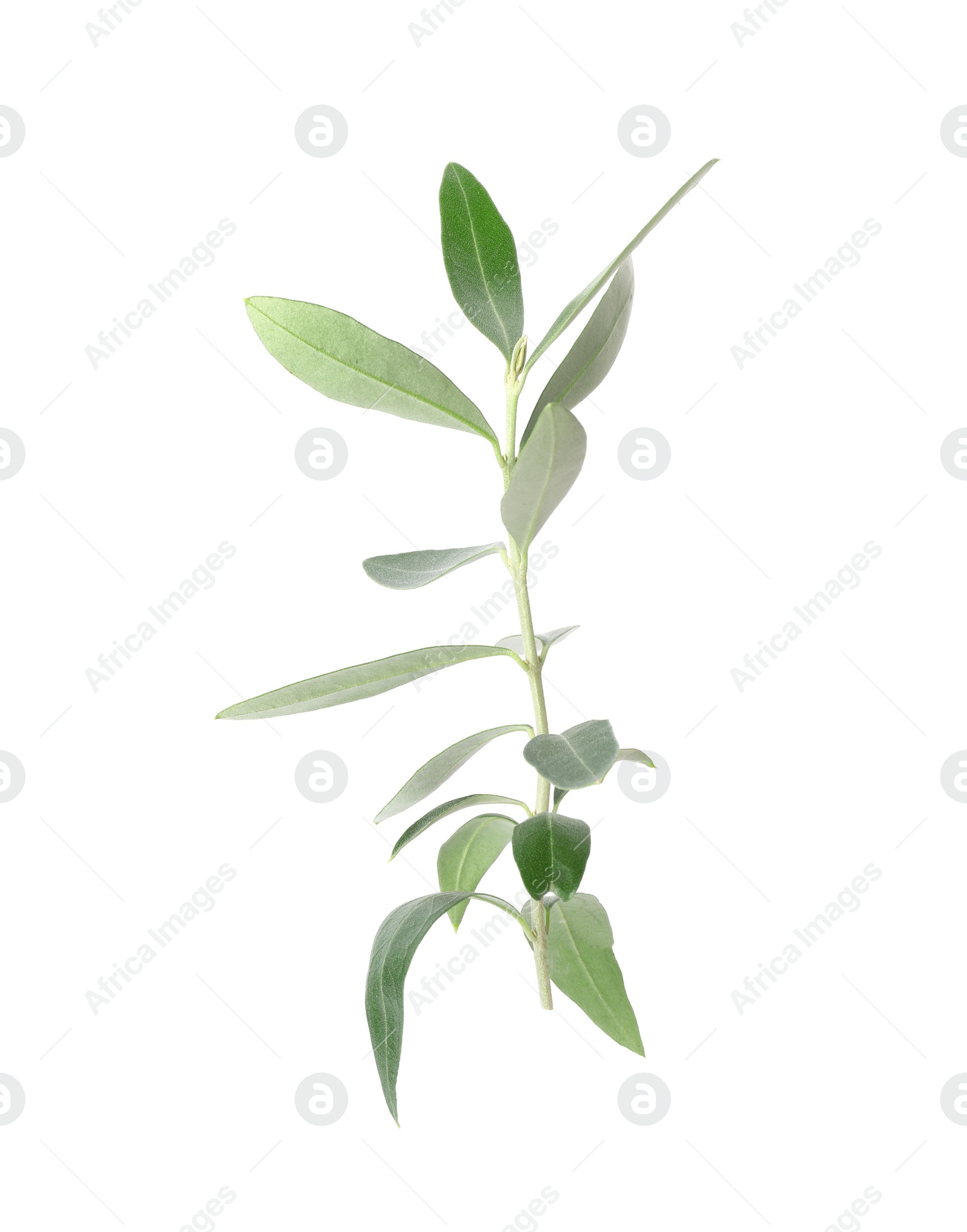 Photo of Twig with fresh green olive leaves on white background