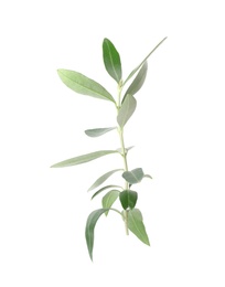 Photo of Twig with fresh green olive leaves on white background