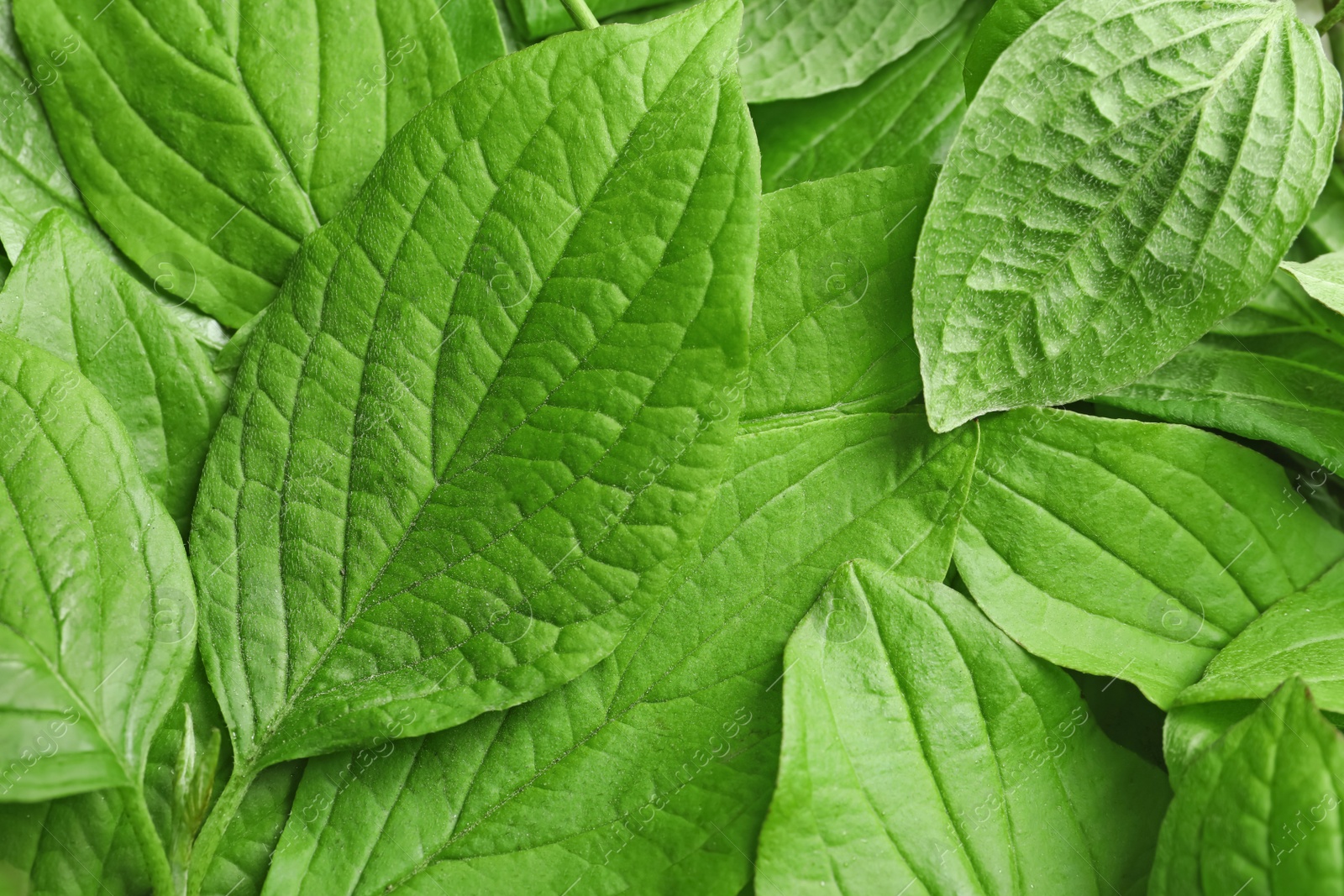 Photo of Beautiful spring green leaves as background