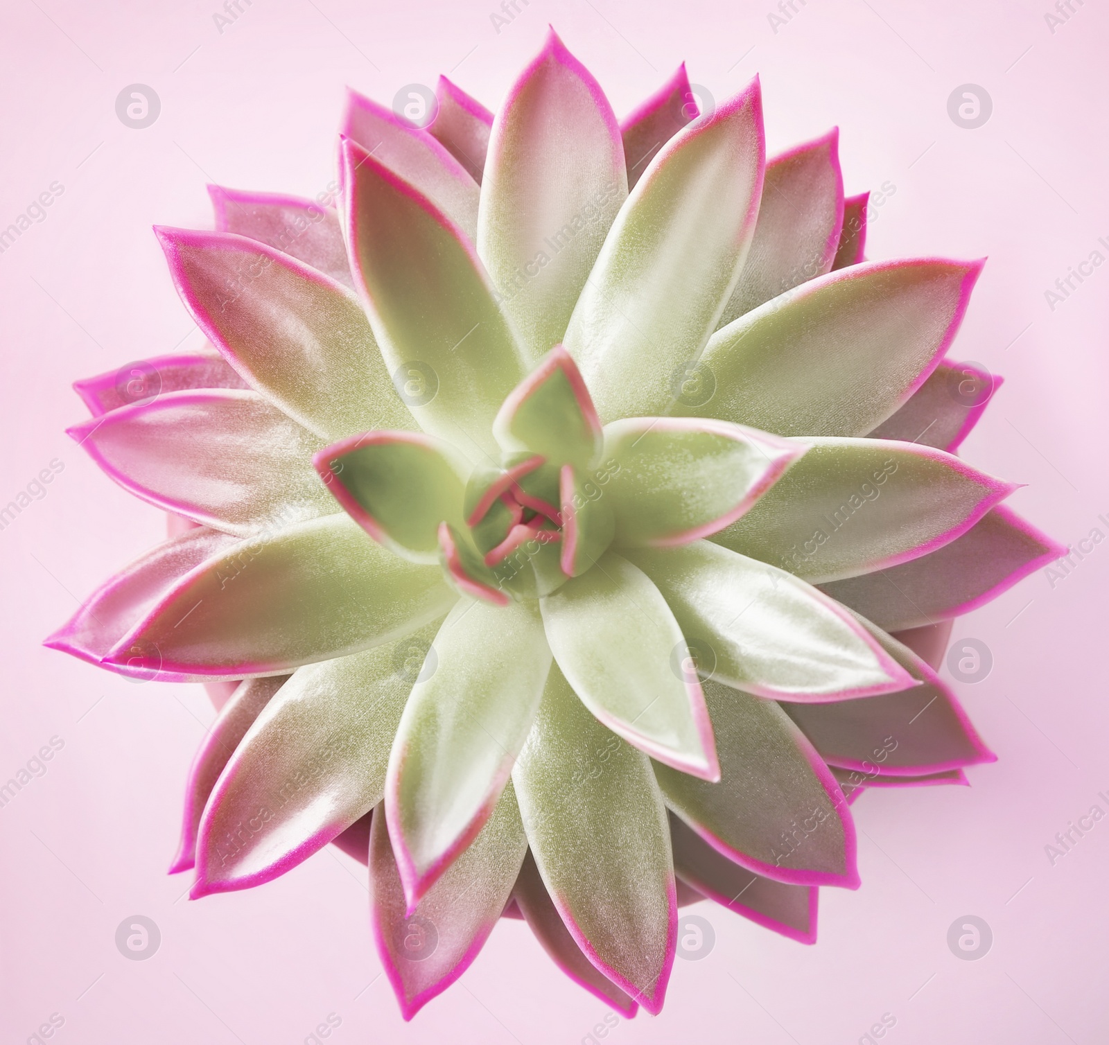 Image of Beautiful succulent plant on pink background, top view