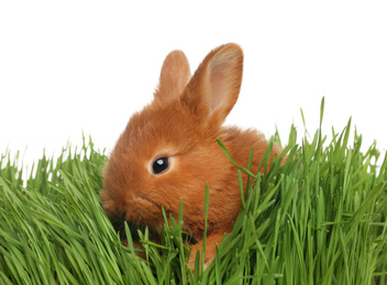 Adorable fluffy bunny in green grass. Easter symbol