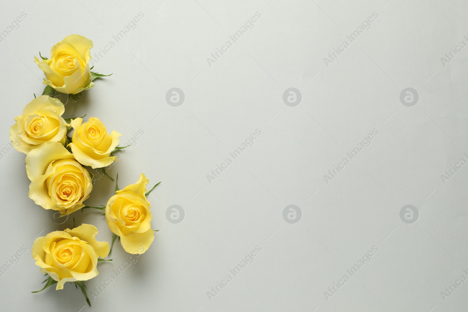 Photo of Beautiful yellow roses on light grey background, flat lay. Space for text