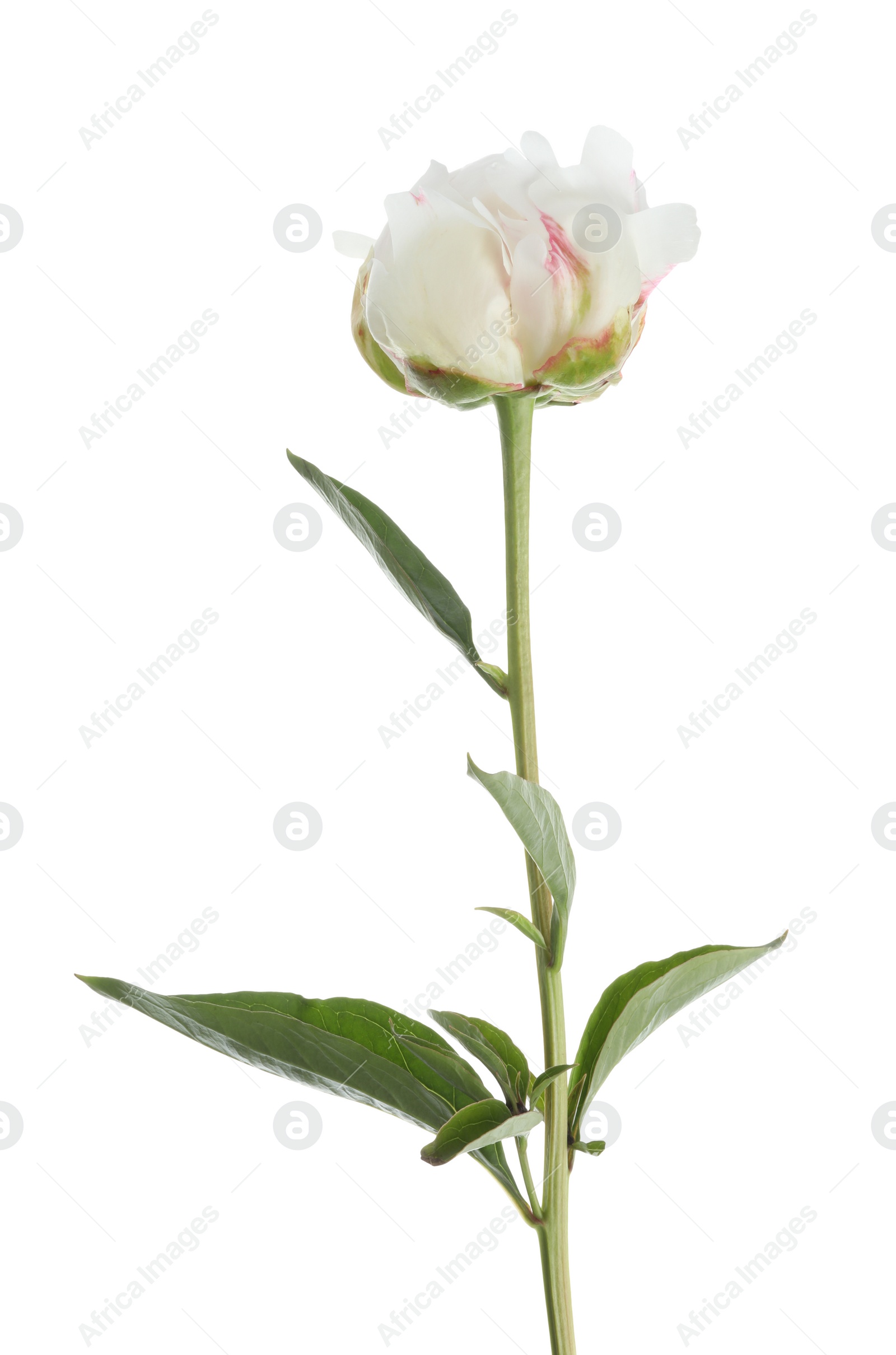 Photo of Beautiful fragrant peony flower isolated on white