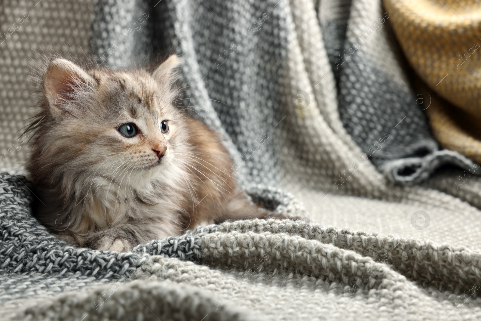 Photo of Cute kitten on knitted blanket, space for text