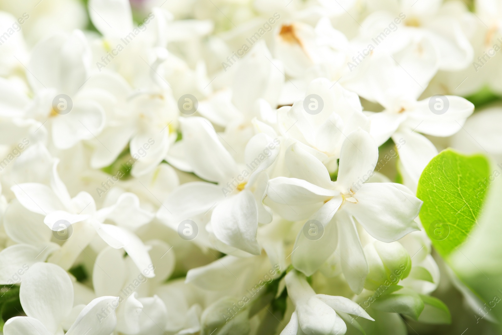 Photo of Beautiful blossoming lilac as background, closeup. Spring flowers