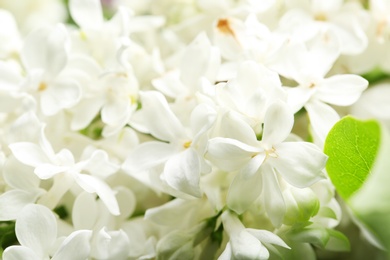 Beautiful blossoming lilac as background, closeup. Spring flowers