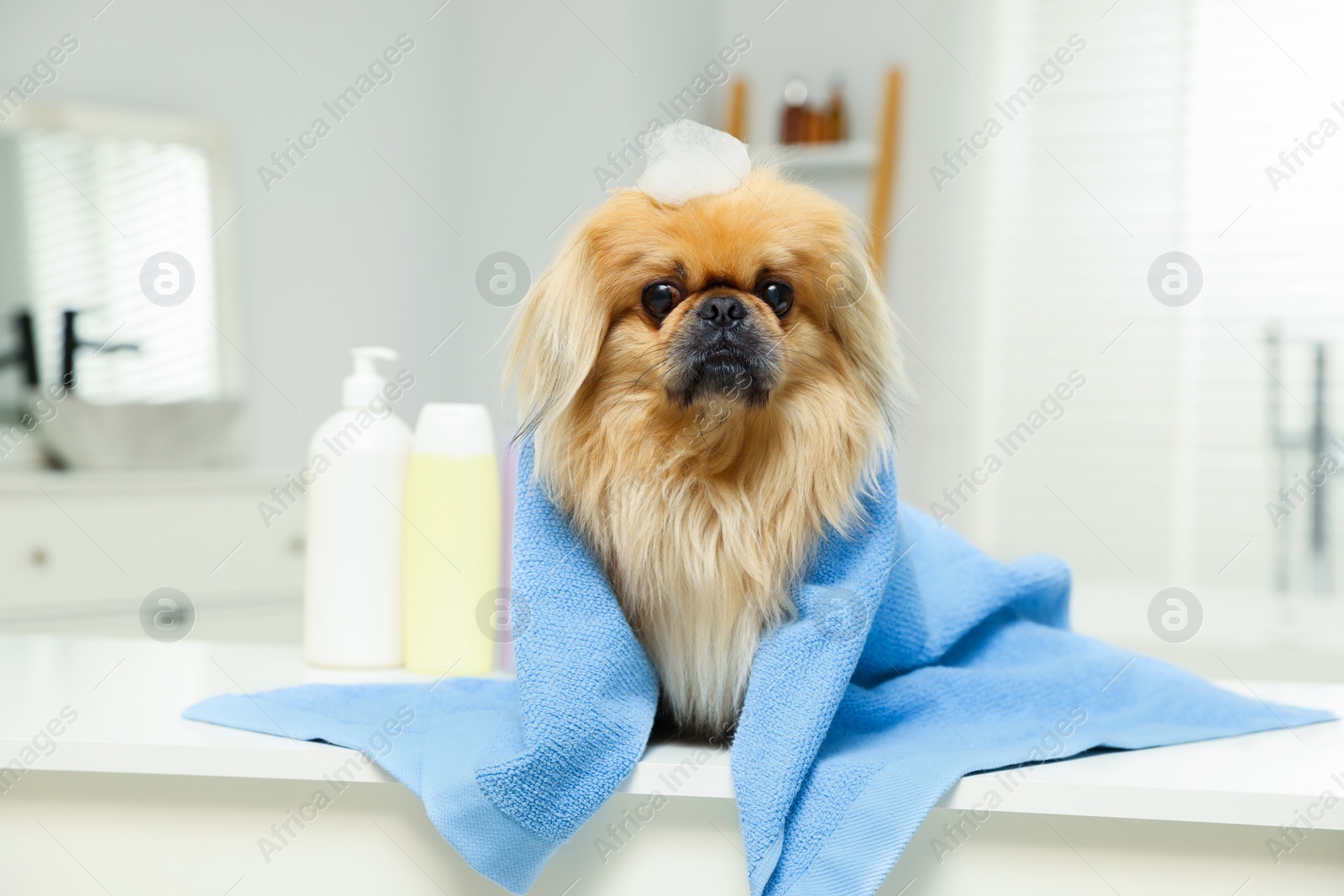 Photo of Cute Pekingese dog with towel and shampoo bubbles in bathroom. Pet hygiene