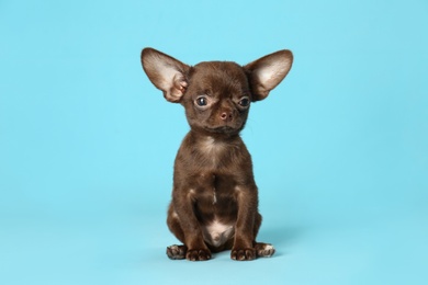 Photo of Cute small Chihuahua dog on light blue background